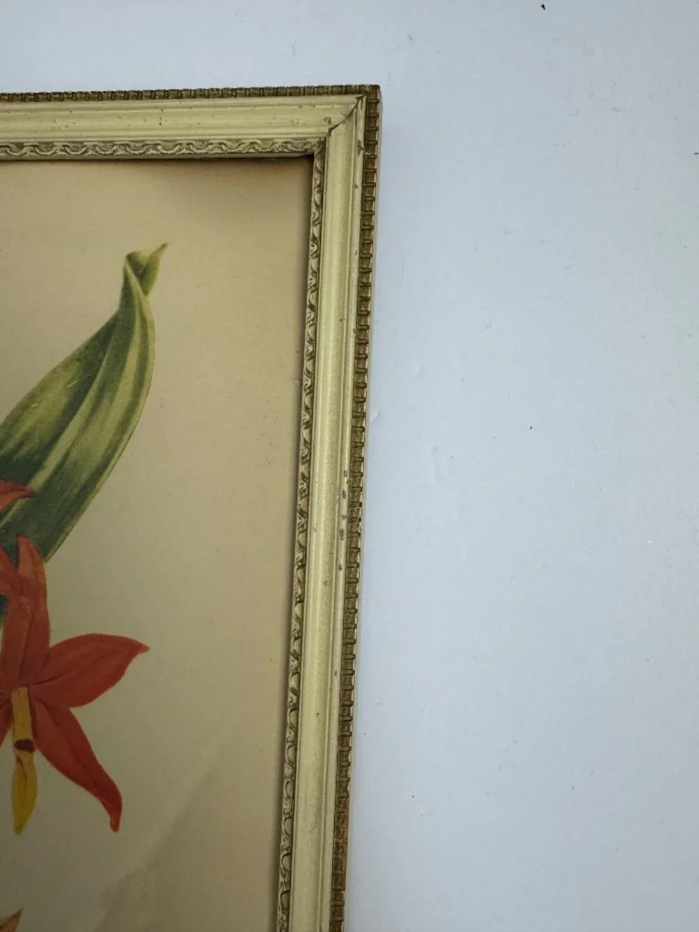 Vintage Miss S.A.Drake Epidendrum Vitellinum Flower Framed Botanical Watercolour